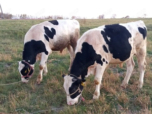 Holstein friz Bikák eladók!  - kép 2