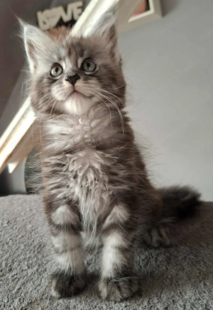 Minőségi Maine Coon kiscicák - kép 2