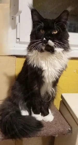Maine coon cica- Hivatalos tenyészetből 