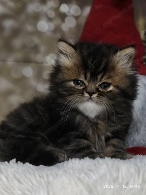 Perzsa kandúr alatvalót keres