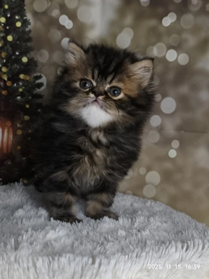 Perzsa kandúr alatvalót keres - kép 2