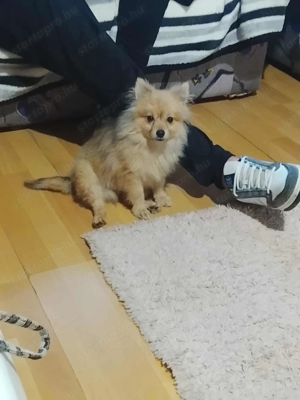 Törpe Spicc eladó  - kép 3