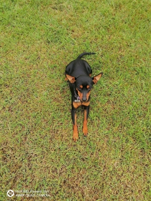 Törpe pincser kiskutyák - kép 4