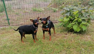 Törpe pincser kiskutyák - kép 3