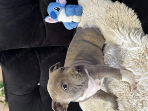 Eladó Minőségi kék Amerikai Stafford kölykök - kép 4