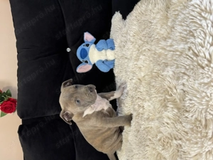 Eladó Minőségi kék Amerikai Stafford kölykök - kép 3