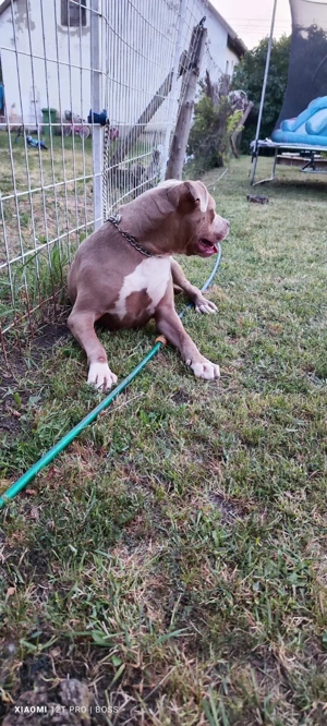Eladó Minőségi kék Amerikai Stafford kölykök - kép 6