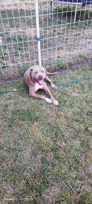 Eladó Minőségi kék Amerikai Stafford kölykök - kép 8