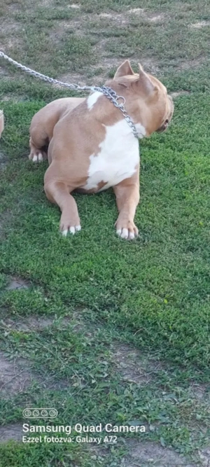 Eladó Minőségi kék Amerikai Stafford kölykök - kép 7