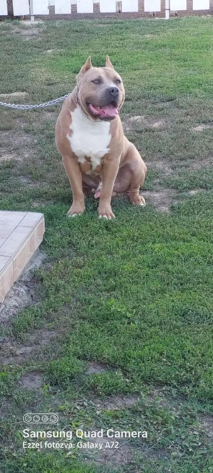 Eladó Minőségi kék Amerikai Stafford kölykök - kép 5