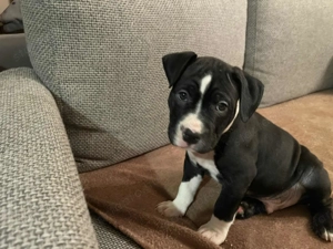 Ingyen elvihető kiskutya - kép 3