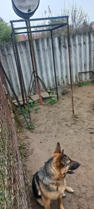 Német juhász ajándékba elvihető 10 hónapos kutya  németjuhász  - kép 2