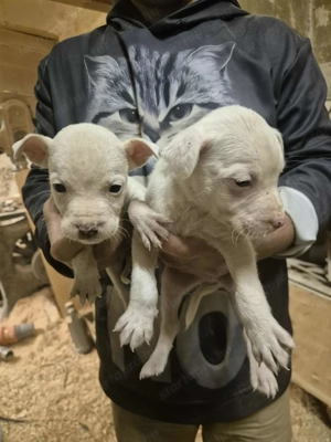 Amerikai staffi  - kép 3