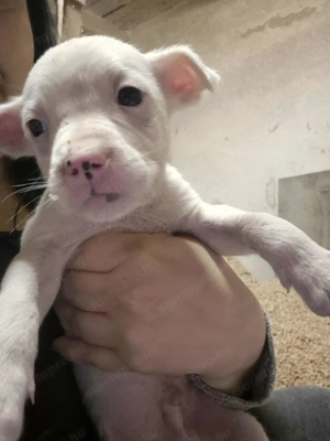 Amerikai staffi  - kép 2