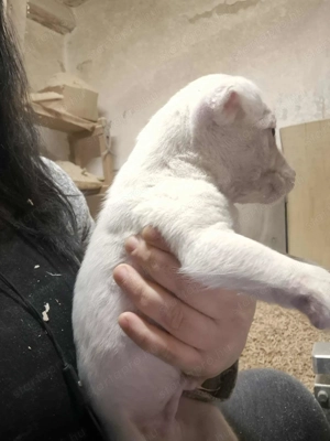 Amerikai staffi  - kép 1