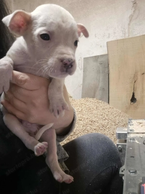 Amerikai staffi  - kép 4