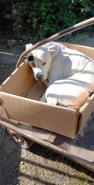 Amerikai staffi  - kép 6