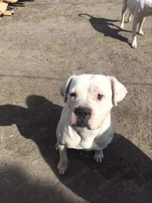 Amerikai staffi  - kép 5