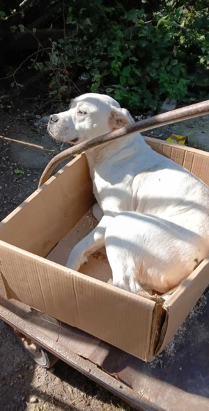 Amerikai staffi  - kép 7