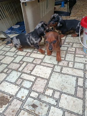 Tacskó kiskutyák  - kép 3