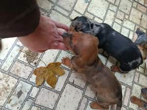 Tacskó kiskutyák  - kép 2