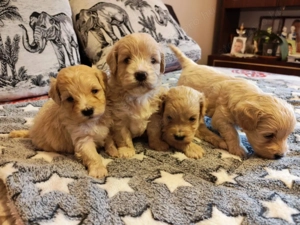 Maltipoo kiskutyák Karácsonyi elvitellel - kép 2