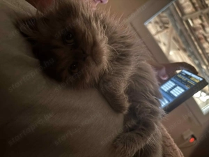 Csincsilla Perzsa gazdisodna - kép 2