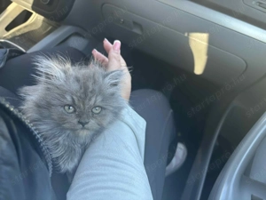 Csincsilla Perzsa gazdisodna - kép 3