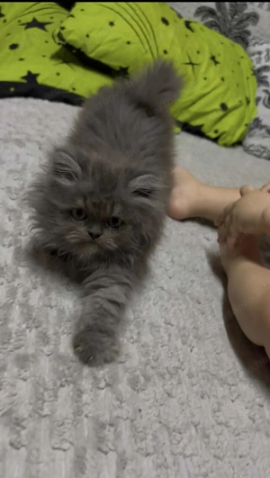 Csincsilla Perzsa gazdisodna - kép 4