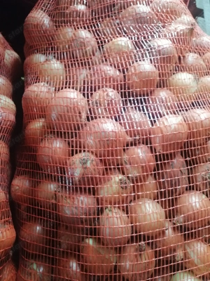 Apró Vöröshagyma Eladó ! - kép 2