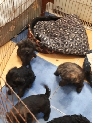 Hibrid yorki- uszkár.gyerekek eladóak. - kép 2