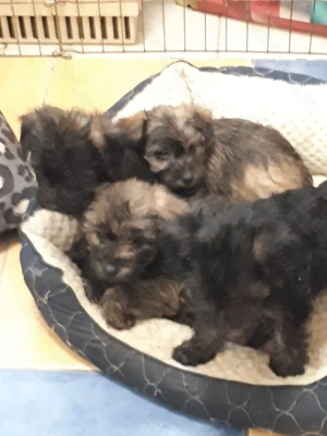 Hibrid yorki- uszkár.gyerekek eladóak. - kép 3