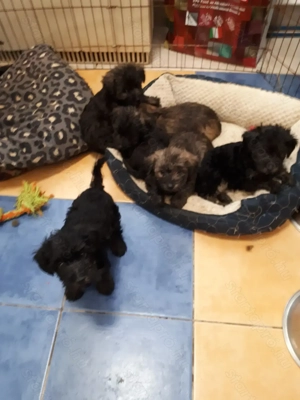 Hibrid yorki- uszkár.gyerekek eladóak. - kép 4