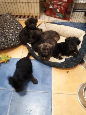 Hibrid yorki- uszkár.gyerekek eladóak. - kép 5