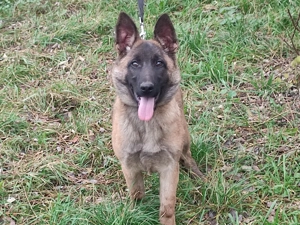 Belga juhász , malinois ,  - kép 2