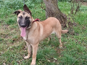 Belga juhász , malinois ,  - kép 4