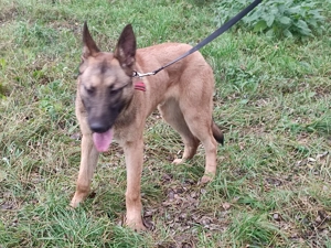 Belga juhász , malinois ,  - kép 14