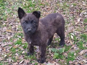 Belga juhász , malinois ,  - kép 12