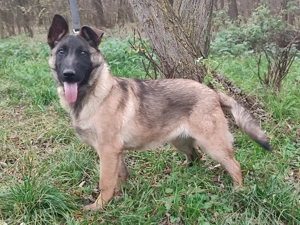 Belga juhász , malinois ,  - kép 13