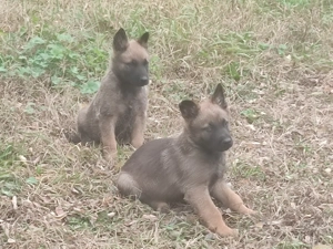 Belga juhász , malinois ,  - kép 6