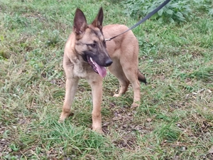 Belga juhász , malinois ,  - kép 10