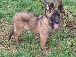 Belga juhász , malinois ,  - kép 3