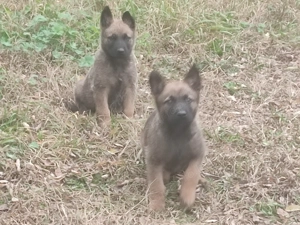 Belga juhász , malinois ,  - kép 7