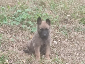 Belga juhász , malinois ,  - kép 8