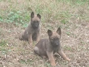 Belga juhász , malinois ,  - kép 9