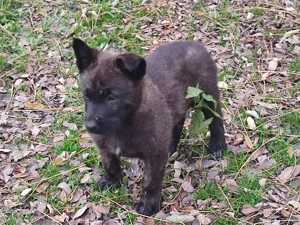 Belga juhász , malinois ,  - kép 11
