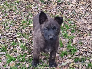 Belga juhász , malinois ,  - kép 15