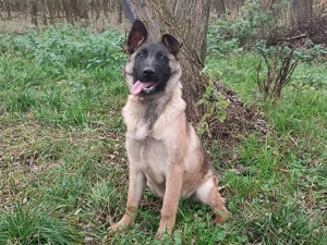 Belga juhász , malinois ,  - kép 16