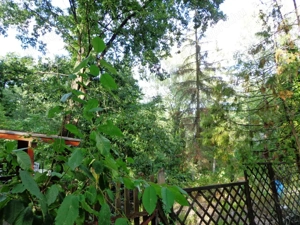 Kismaroson Börzsönyligeti nyaraló eladó - kép 9