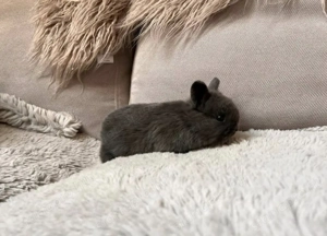 Holland törpe nyuszi eladó  - kép 2